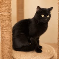 Maui, chat à adopter