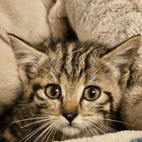 Ti' BISCUIT, chatte à adopter
