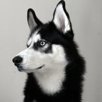 YUKI, chien à adopter
