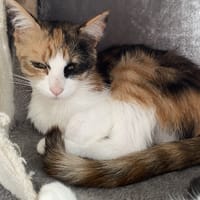 TAQWA, chatte à adopter