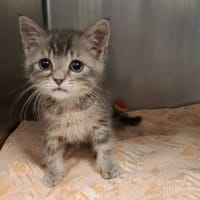 Olympe, chatte à adopter