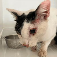 SURVIVOR, chat à adopter