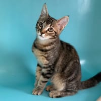 Mimi CAB6001, chatte à adopter