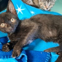 MUFFIN, chat à adopter