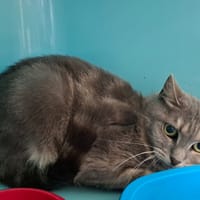 MINETTE, chatte à adopter