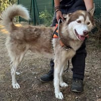 Rocco, chien à adopter