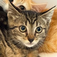 CIRI, chatte à adopter