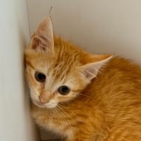 ATLAS, chat à adopter
