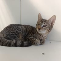 BIG, chat à adopter