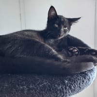 ZORRO, chat à adopter