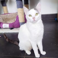 BLISS, chatte à adopter