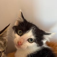 NOVA, chatte à adopter