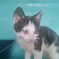 SCRATCH (en cours d'adoption), chat à adopter