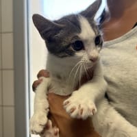 BAHIA, chatte à adopter