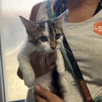 NESQUIK, chatte à adopter