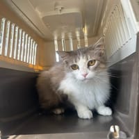 Duchesse, chatte à adopter