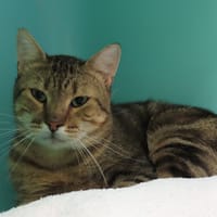 DORKY PAB29003, chat à adopter