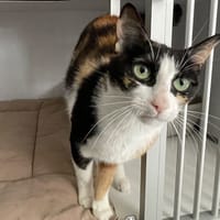 Marguerite, chatte à adopter