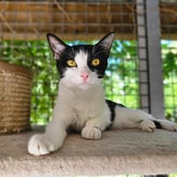 MULAN, chatte à adopter