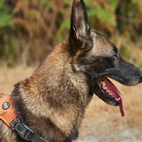STANI, chienne à adopter