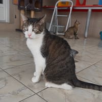 Newton, chat à adopter