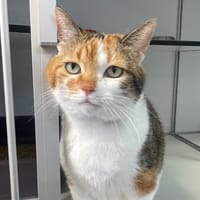 ARMEN, chatte à adopter