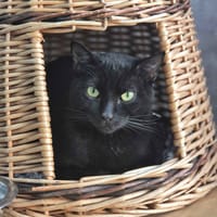 Polly, chat à adopter