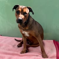 King (en cours d'adoption), chien à adopter
