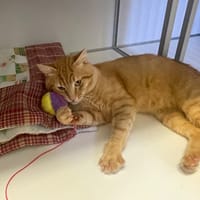 Ronchon, chat à adopter