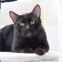 ZOUK PAB28799, chat à adopter