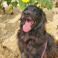 TOM, chien à adopter