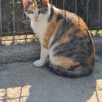 VALENTINE, chatte à adopter