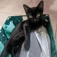STELLA, chatte à adopter