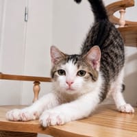 EREN, chat à adopter