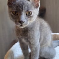 MUNE, chatte à adopter