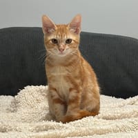 BRETZEL*, chat à adopter