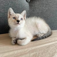 CIRILLA, chatte à adopter