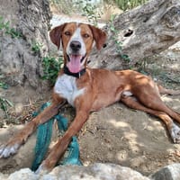 ORSON (Union Animal), chien à adopter