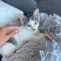 BONNIE, chatte à adopter