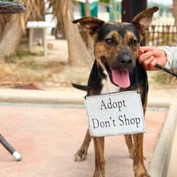 ZOE (Maria), chienne à adopter
