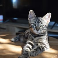 ATLAS, chat à adopter