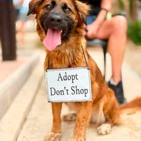 HARPER (Maria), chienne à adopter