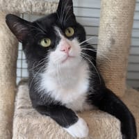TENOR, chat à adopter