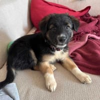 Wiśnia, suczka do adopcji