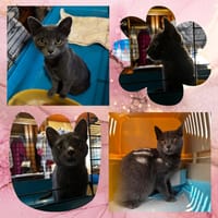 BELLISSIMA, chatte à adopter