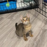 GINI, chatte à adopter