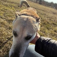 Timonek, pies do adopcji