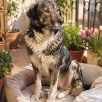Puchatka, suczka do adopcji