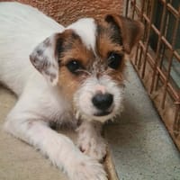 LOLI, chienne à adopter