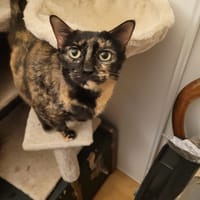 Moka, chatte à adopter